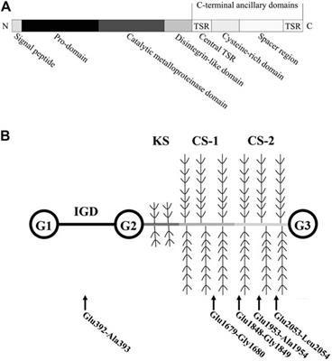 Frontiers ADAMTS5 in Osteoarthritis Biological Functions